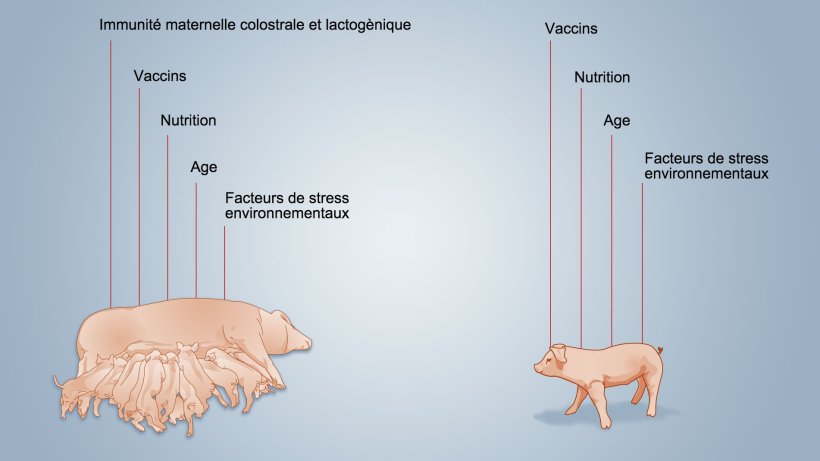Figure 2. Facteurs influen&ccedil;ant le d&eacute;veloppement de l'immunit&eacute; n&eacute;onatale
