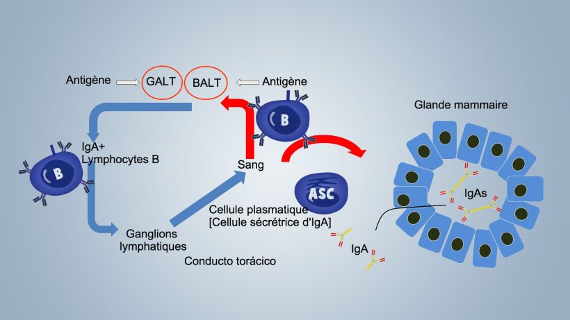 Figure 1. Sch&eacute;ma de l'immunit&eacute; lactog&egrave;nique
