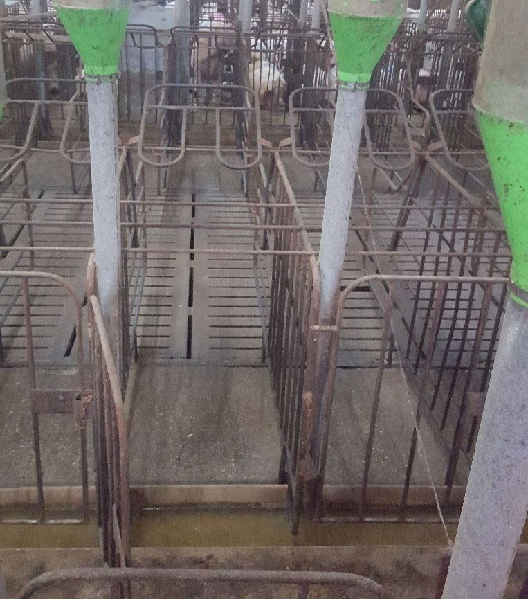 Photo 3. Les cages avec portes avant et arri&egrave;re facilitent la manipulation des truies qui entrent et sortent des cages. Dans ces cas, il est important que la mangeoire ne d&eacute;passe pas au-dessus du niveau du sol et que les verrous des portes avant soient s&eacute;curis&eacute;es afin que les m&acirc;les utilis&eacute;s pour la d&eacute;tection&nbsp;ne puissent pas les ouvrir.
