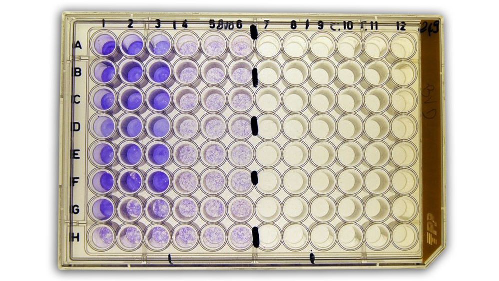 Figure 2b: S&eacute;roneutralisation(SN) pour la d&eacute;tection des anticorps contre le virus de la diarrh&eacute;e virale bovine (BVDv) dans le s&eacute;rum.

