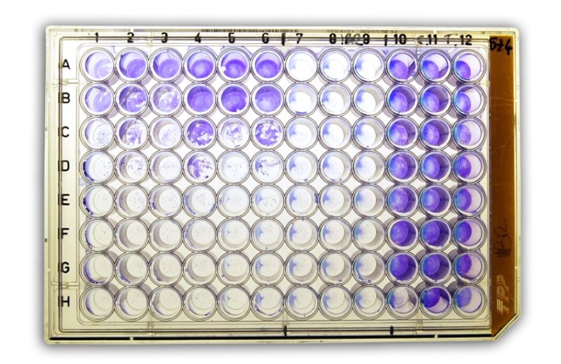 Figure 2a: S&eacute;roneutralisation (SN) pour la d&eacute;tection d'anticorps dirig&eacute;s contre l'herp&egrave;svirus bovin de type 1 (BHV-1) dans le s&eacute;rum.
