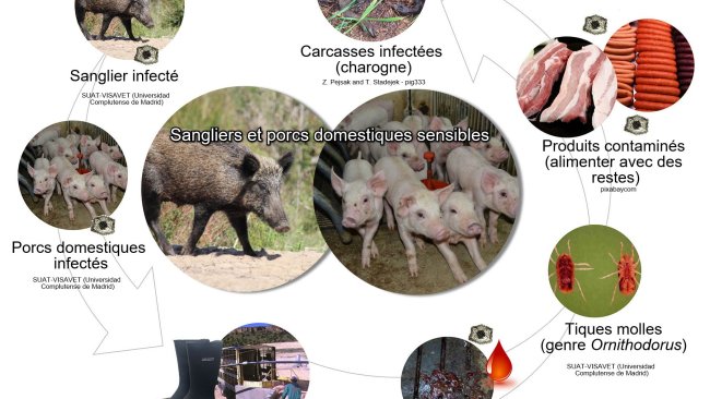 Figure 1.Voies de transmission du virus de la PPA y compris le contact direct et indirect avec des animaux infectieux, leurs produits, leurs sécrétions et / ou sécrétions et / ou leur sang, leurs carcasses, divers fomites contaminés et les vecteurs biologiques (élaboration propre).