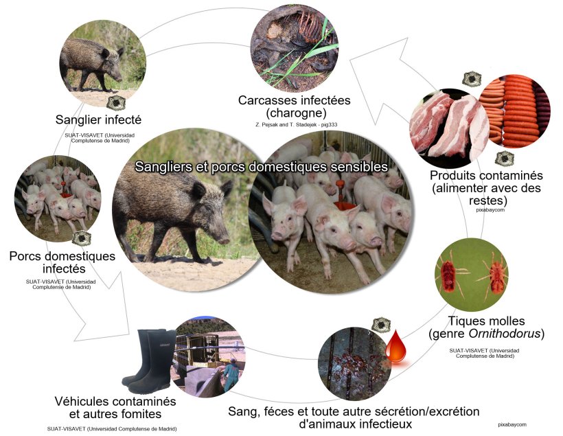 Figure&nbsp;1.Voies de transmission du virus de la PPA y compris le contact direct et indirect avec des animaux infectieux, leurs produits, leurs s&eacute;cr&eacute;tions et / ou s&eacute;cr&eacute;tions et / ou leur sang, leurs carcasses, divers fomites contamin&eacute;s et les vecteurs biologiques (&eacute;laboration propre).
