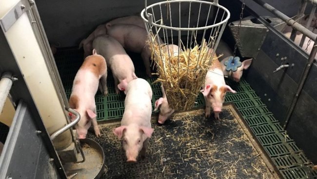 Photo 1. Porcs intacts (avec queue) avec du matériel manipulable. Photo avec l'aimable autorisation d'Inge Böhne