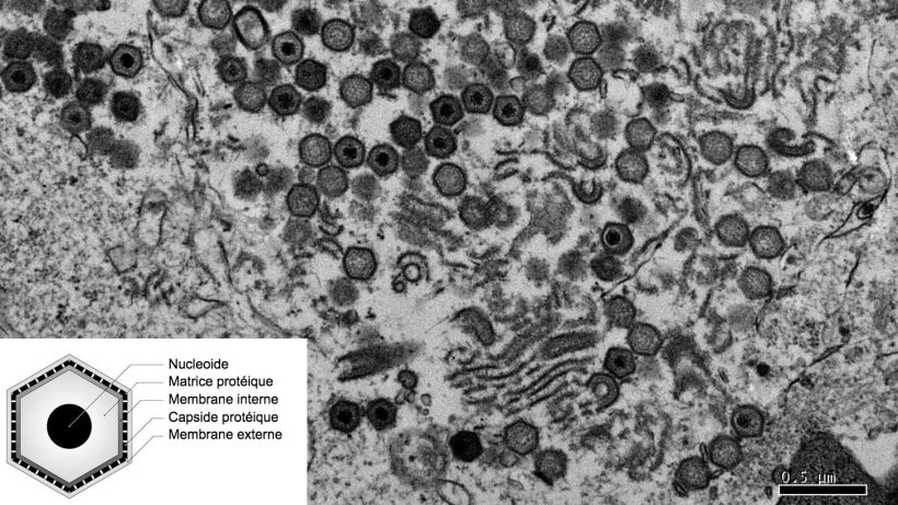 Image en microscopie &eacute;lectronique d'une cellule infect&eacute;e par le virus de la PPA.
