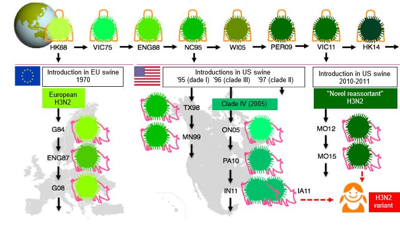 Figure 1. Evolution des virus de la grippe H3N2 chez l'homme et le porc. Les diff&eacute;rentes nuances de vert indiquent des diff&eacute;rences antig&eacute;niques dans l'HA H3; les souches virales sont indiqu&eacute;es avec le site (en abr&eacute;g&eacute;) et l'ann&eacute;e d'isolement. Les virus humains ont &eacute;t&eacute; introduits dans la population porcine au d&eacute;but des ann&eacute;es 1970 en Europe et au milieu des ann&eacute;es 1990 et en 2010 en Am&eacute;rique du Nord. Cela a conduit &agrave; la situation actuelle de 3 clades diff&eacute;rents de VIP H3N2 (voir encadr&eacute;s), un en Europe et deux en Am&eacute;rique du Nord. Les clades am&eacute;ricains reviennent parfois dans la population humaine et sont alors appel&eacute;s virus "variantes".
