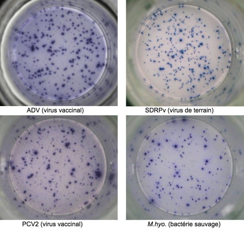 Figure 1. R&eacute;ponse ELISPOT IFN-&gamma; antig&egrave;ne-sp&eacute;cifique dans des PBMC contre des agents pathog&egrave;nes porcins. ADV: virus de la maladie d'Aujeszky; SDRPv: virus du syndrome dysg&eacute;n&eacute;sique et respiratoire porcin; PCV2: circovirus porcin de type 2; M.hyo.: Mycoplasma hyopneumoniae. Chaque point est d&ucirc; &agrave; la s&eacute;cr&eacute;tion d'IFN-&gamma; par des lymphocytes T m&eacute;moire / effecteurs r&eacute;activ&eacute;s. L'agent pathog&egrave;ne utilis&eacute; pour r&eacute;activer les cellules dans les puits est indiqu&eacute; entre parenth&egrave;ses.
