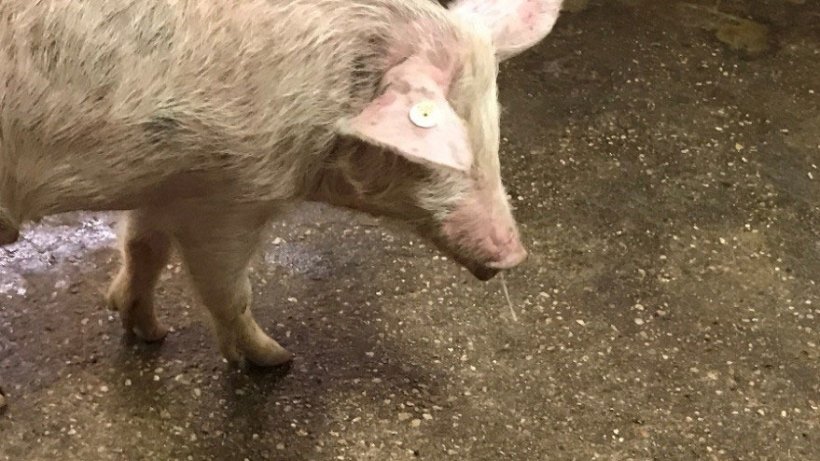 Image 1. Mucosité nasale + fièvre – Grippe porcine