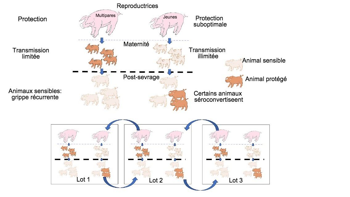 Figure 1: La transmission est plus r&eacute;duite chez les animaux b&eacute;n&eacute;ficiant d'une protection de qualit&eacute; sup&eacute;rieure (porcelets de multipares) par rapport aux porcelets de primipares. Au stade du post-sevrage, les animaux infect&eacute;s en pr&eacute;sence d'un certain niveau d'anticorps maternels ne d&eacute;veloppent pas activement l'immunit&eacute;, de sorte que le virus peut infecter et provoquer une grippe r&eacute;currente. Enfin, la pr&eacute;sence au m&ecirc;me moment de diff&eacute;rents lots d'animaux d'&acirc;ges diff&eacute;rents facilite la transmission du virus entre lots productifs, perp&eacute;tuant ainsi l'infection.
