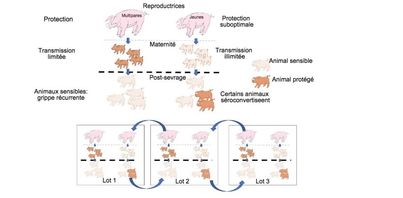Figure 1: La transmission est plus réduite chez les animaux bénéficiant d'une protection de qualité supérieure (porcelets de multipares) par rapport aux porcelets de primipares. Au stade du post-sevrage, les animaux infectés en présence d'un certain niveau d'anticorps maternels ne développent pas activement l'immunité, de sorte que le virus peut infecter et provoquer une grippe récurrente. Enfin, la présence au même moment de différents lots d'animaux d'âges différents facilite la transmission du virus entre lots productifs, perpétuant ainsi l'infection.