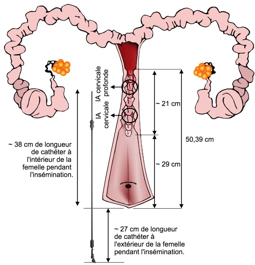 Figure 4. Repr&eacute;sentation de la disposition du cath&eacute;ter IA dans l'appareil g&eacute;nital femelle pendant l'IA. Les dimensions ont &eacute;t&eacute; mesur&eacute;es &agrave; partir d'ins&eacute;minations et des voies g&eacute;nitales de truies nullipares &agrave; l'abattoir.
