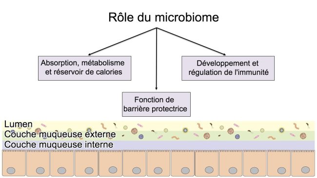 Fonctions du microbiome: barrière intestinale, digestion et métabolisme des nutriments et régulation de l'immunité.