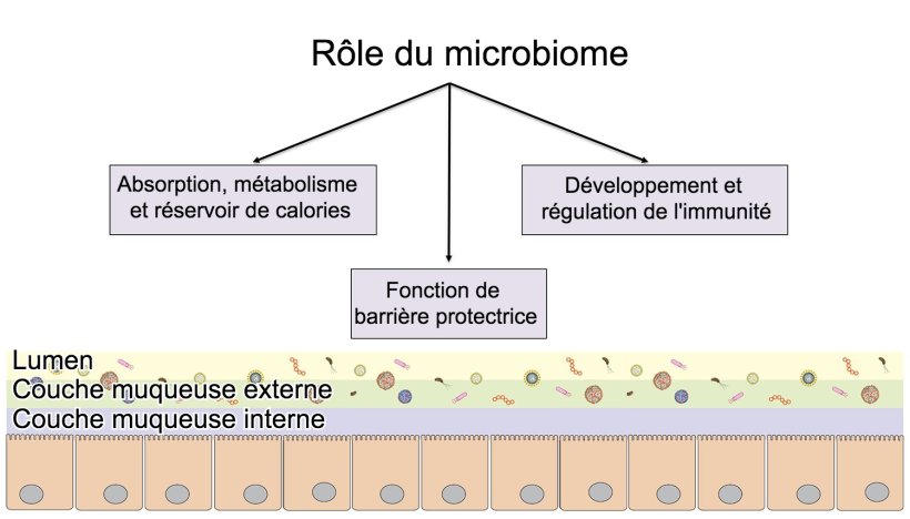 Fonctions du microbiome: barrière intestinale, digestion et métabolisme des nutriments et régulation de l'immunité.