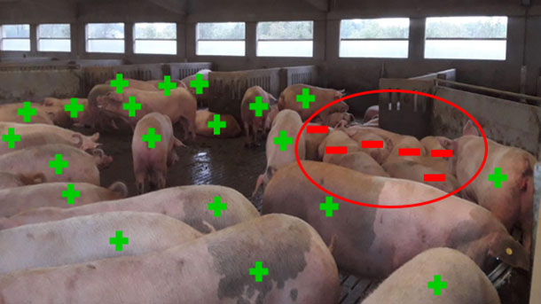  Figure 5. Exemples de résultats de diagnostic de gestation au jour 33