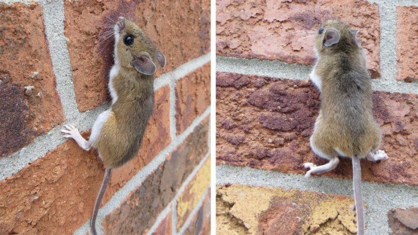 Exemple de souris grimpant à un mur. Source : Nature Guelph Tracking Club (natureguelphtracking.wordpress.com)