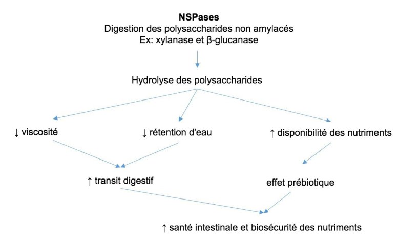 Mécanisme d'action des enzymes exogènes. Les enzymes exogènes ont une activité prébiotique en hydrolysant les polysaccharides non amylacés en oligosaccharides utilisables par certaines bactéries. Adapté de Sinha 2011