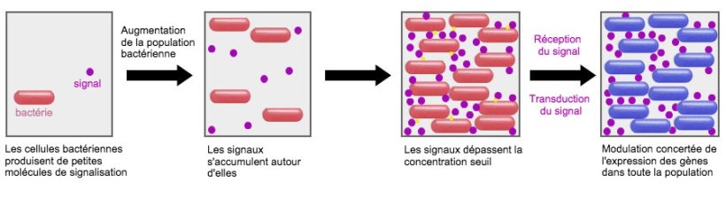 Un système prometteur est la capacité d'influencer le mécanisme de signalisation entre les bactéries (Quorum Sensing) via certains probiotiques. De cette manière, on peut les empêcher de mettre en œuvre des stratégies de survie communes telles que la formation de biofilms ou la sporulation dans des conditions défavorables.