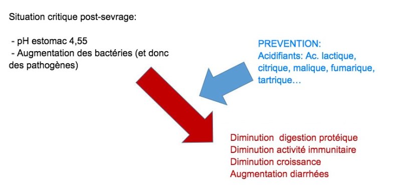 Figure 2: L'acidification du digesta est également une bonne stratégie pour améliorer la digestion, en particulier chez les porcelets en post-sevrage, car leur capacité endogène est très limitée. Grâce à l’incorporation d’un acidifiant dans l’alimentation, on évite une réduction de la digestion des protéines et des altérations de l’immunité et des paramètres de production.