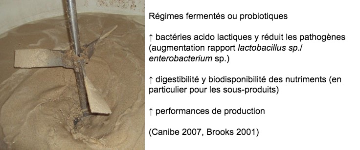 Figure 3: Il peut être également intéressant d’encourager la fermentation grâce à l’utilisation de régimes préfermentés ou de probiotiques. De nombreux avantages leur sont attribués tels que l'augmentation du microbiote favorable (amélioration rapport lactobacillus /entérobactéries), des améliorations digestives et enfin des améliorations des performances productives de l'animal.