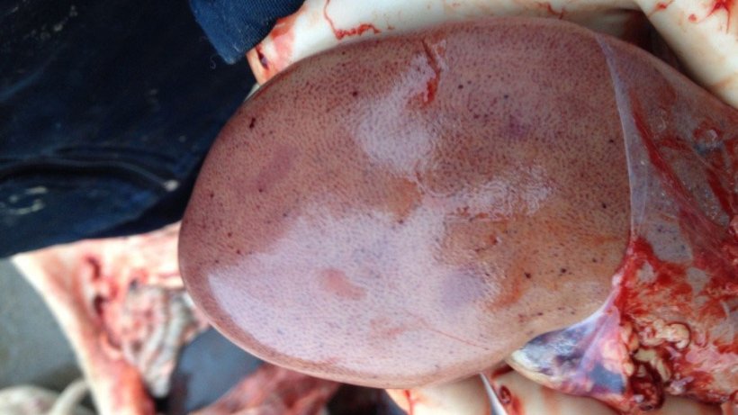 Porc infect&eacute; par la PPA, 14 jours apr&egrave;s la d&eacute;tection initiale de la maladie. Rein avec des h&eacute;morragies p&eacute;t&eacute;chiales.
