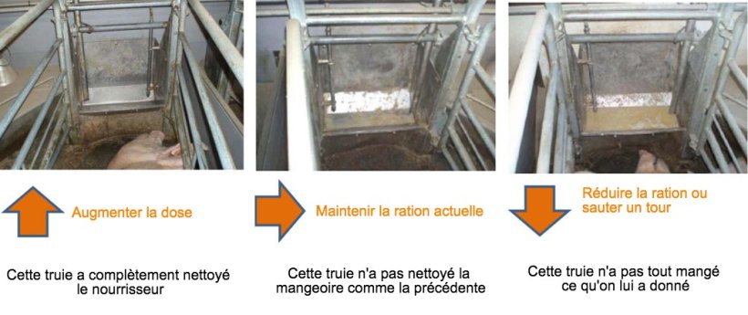 Figure 2 : Au moins une fois par jour, v&eacute;rifier le nourrisseur des truies et, selon ce qu'on observe, d&eacute;cider si cette truie peut manger plus ou pas. Source : Pig Research Center
