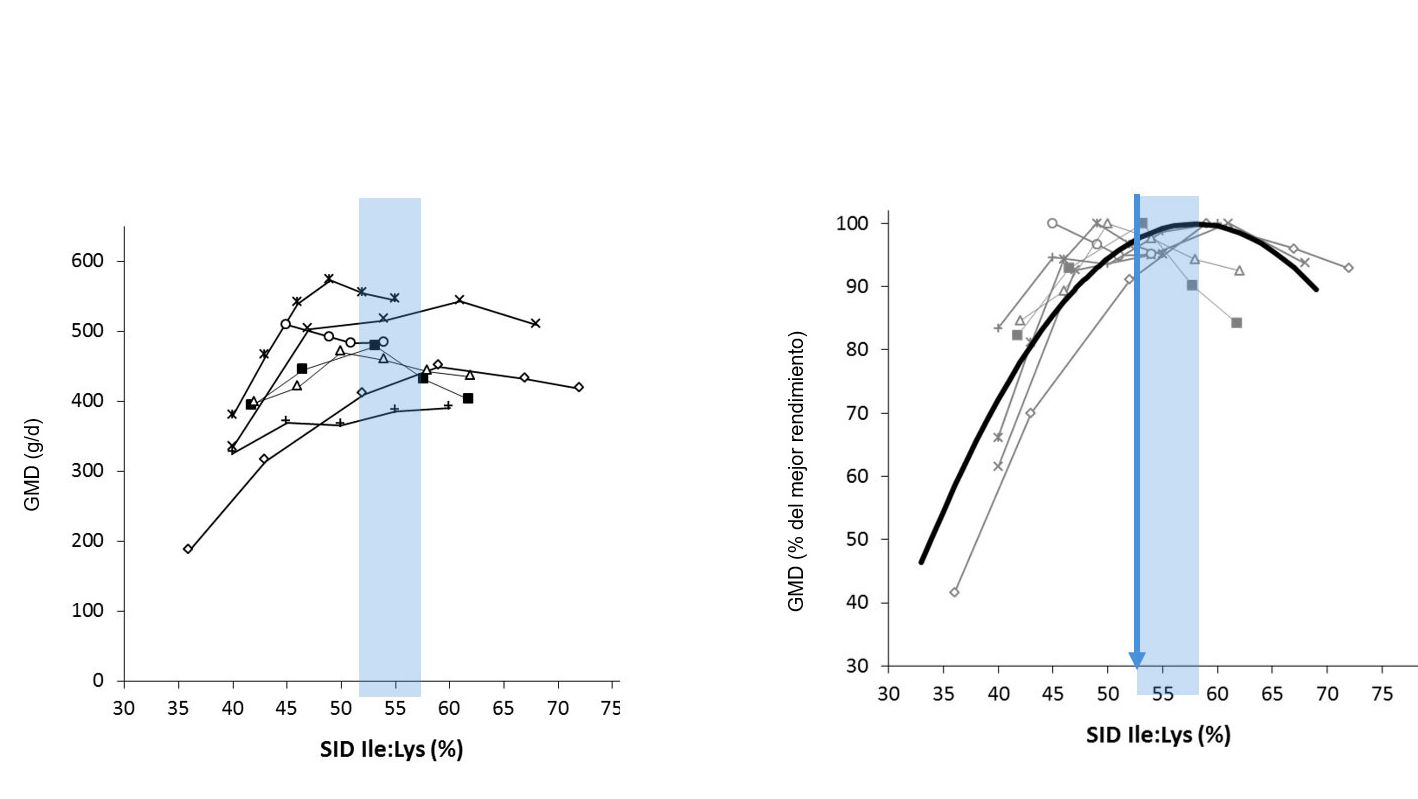 Figure 1: R&eacute;sultats de croissance des porcelets obtenus dans diff&eacute;rentes &eacute;tudes selon diff&eacute;rents ratios Ile: Lys DIS. La croissance est exprim&eacute;e en valeur absolue ou en pourcentage de la meilleure croissance. Source: Ajinomoto Animal Nutrition Europe
