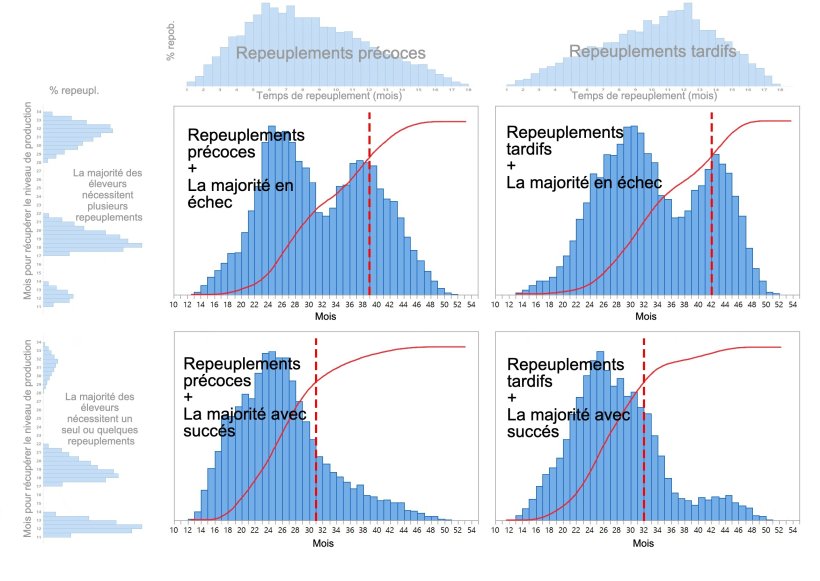 Figure 1. Quatre mod&egrave;les diff&eacute;rents de repeuplement du cheptel porcin sont d&eacute;crits en fonction du moment o&ugrave; les d&eacute;cisions de repeuplement sont prises (pr&eacute;coce / tardif: en haut du graphique) et du temps n&eacute;cessaire pour r&eacute;tablir compl&egrave;tement la production (quelques tentatives ou plusieurs: &agrave; gauche du graphique). Les distributions de probabilit&eacute; cumul&eacute;es du temps de r&eacute;cup&eacute;ration sont indiqu&eacute;es en rouge et les lignes pointill&eacute;es rouges indiquent le nombre de mois n&eacute;cessaires jusqu'&agrave; ce que 80% du repeuplement soit atteint.
