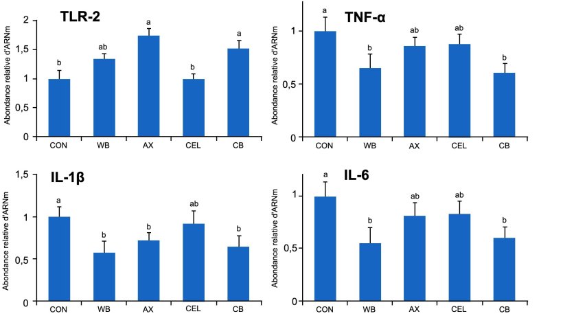 Figure 1. Effet de diff&eacute;rentes sources de fibres dans l'alimentation sur l'expression g&egrave;nique des r&eacute;cepteurs TLR-2 et des cytokines pro-inflammatoires dans l'intestin de porcelets sevr&eacute;s. CON: r&eacute;gime t&eacute;moin sans composants fibreux WB: r&eacute;gime suppl&eacute;ment&eacute; avec 10% de son de bl&eacute; AX: r&eacute;gime suppl&eacute;ment&eacute; avec une quantit&eacute; d'arabinoxylanes &eacute;quivalente &agrave; celle apport&eacute;e par 10% de son de bl&eacute; CEL: r&eacute;gime suppl&eacute;ment&eacute; avec une quantit&eacute; de cellulose &eacute;quivalente &agrave; celle apport&eacute;e pas 10% de son de bl&eacute; &nbsp;CB: r&eacute;gime alimentaire suppl&eacute;ment&eacute; conjointement des m&ecirc;mes quantit&eacute;s d&rsquo;arabinoxylanes et de cellulose. Les moyennes avec des lettres diff&eacute;rentes sont statistiquement diff&eacute;rente de mani&egrave;re significative (p <0,05). Source: Chen et al., 2016
