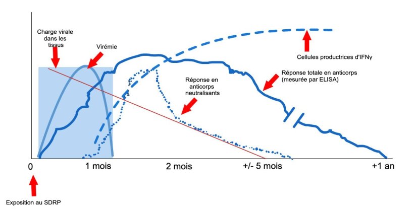 Figure 1: Réponse du système immunitaire d'un porc infecté par le virus SDRP (López et Osorio, 2004).