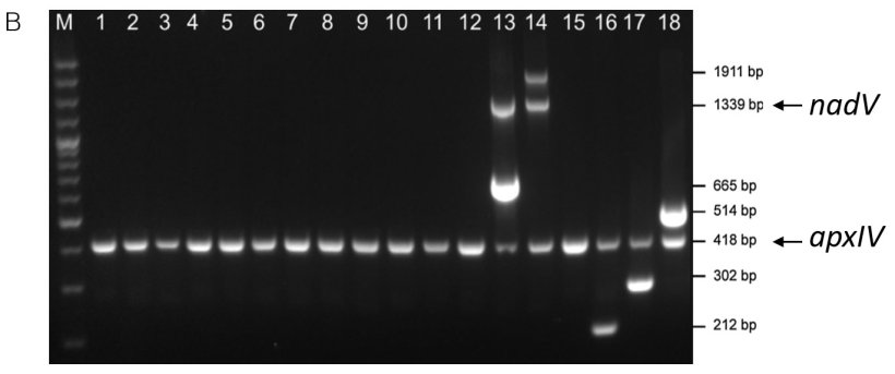 Figure 1. D&eacute;tection sp&eacute;cifique des s&eacute;rotypes d'amplicons des souches de r&eacute;f&eacute;rence d'App par (A) mPCR1 pour les s&eacute;rotypes 1-12 et 15 et (B) mPCR2 pour les s&eacute;rotypes 13-14 et 16-18. S&eacute;rotype des souches de r&eacute;f&eacute;rence 1-18 = lignes 1-18. Les deux mPCR montrent un amplicon apxIV de 418 pb qui confirme que les &eacute;chantillons sont App (adapt&eacute; de Boss&eacute; et al., 2018b).
