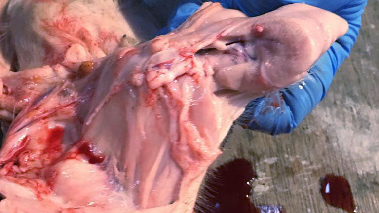 Figure 1. Porcelet de quatre jours à musculature pâle.