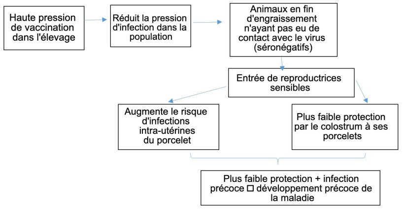 Figure 1: Evolution de l'&eacute;pid&eacute;miologie de l'infection par le PCV-2 dans un contexte de vaccination syst&eacute;matique.
