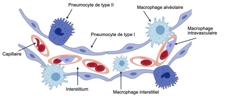Figure 2: Sch&eacute;ma de la paroi de l'alv&eacute;ole pulmonaire.
