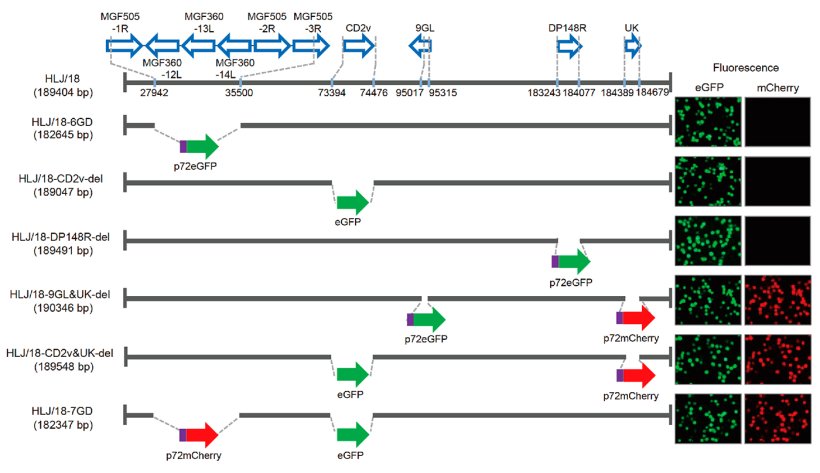 Figure 1. Génération et évaluation de la virulence de différents virus de la peste porcine africaine avec des gènes délétés. Représentation schématique des gènes et des régions supprimés dans chaque virus PPA avec des gènes délétés. Les segments des gènes supprimés ont été remplacés par les gènes marqueurs p72eGFP, eGFP ou p72mCherry. À droite du schéma sont représentés les macrophages alvéolaires porcins primaires infectés par le virus qui expriment une fluorescence différente. Les positions des nucléotides qui indiquent les limites de délétion par rapport au génome du virus de la PPA HLJ / 18 sont spécifiées.