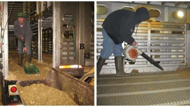  Image 2: Processus de nettoyage à sec dans lequel la plupart des matières organiques sont éliminées manuellement. Avec l'aimable autorisation du Dr Clayton Johnson de Carthage Veterinary Services.