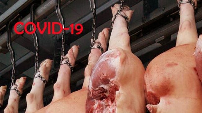 abattoirs allemands covid-19