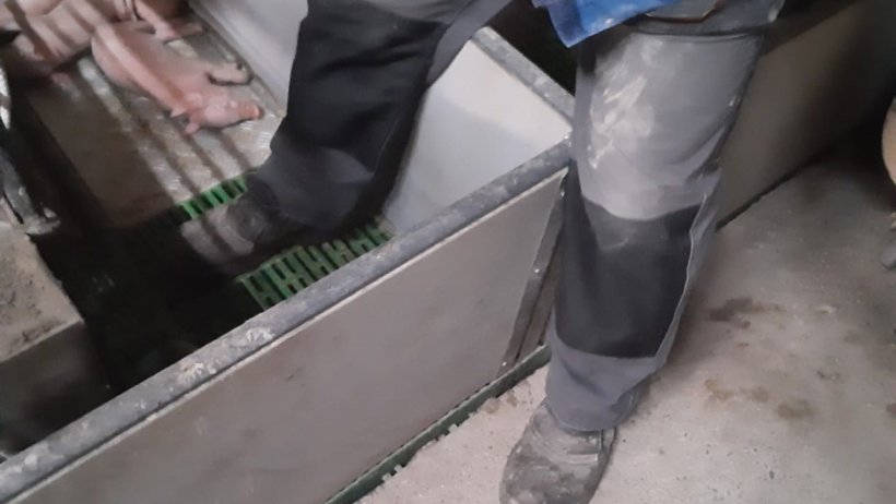 Image 1: Dans la mesure du possible, &eacute;vitez d'entrer dans un enclos de mise-bas.&nbsp;Photo avec l'aimable autorisation de Ramaderies Duch.
