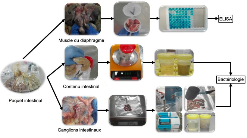 Traitement d'&eacute;chantillons intestinaux de porcelets pour la d&eacute;tection de Salmonella.
