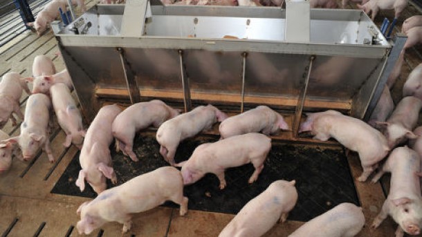 Source: Extension de l'Universit&eacute; du Minnesota
