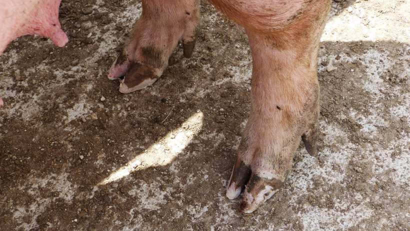 Photo 4 : sabots après les soins