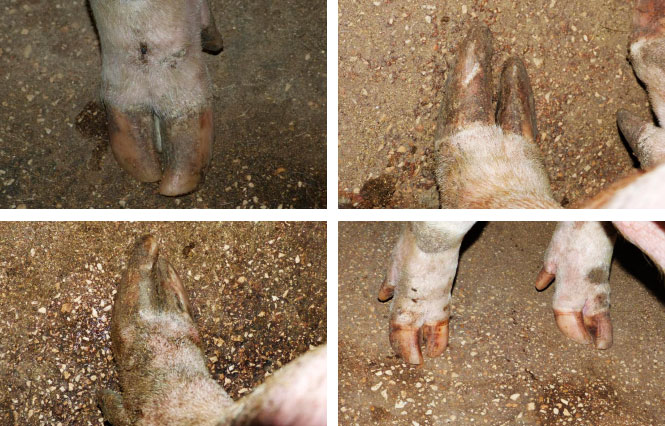 Photo 3 : sabots avant les soins