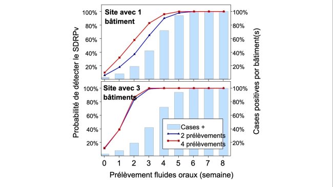 Figure 1. Détection du SDRPv à l'aide d'un échantillonnage spatial fixe. Probabilité de détecter ≥ 1 échantillon positif au SDRP en fonction du nombre d'échantillons prélevés par bâtiment (2 ou 4) et du nombre de cases échantillonnées par élevage (1 ou 3). Notez que la probabilité de détection augmente géométriquement avec le nombre de cordes et de bâtiments échantillonnés. Données de Rotolo et al., (2017).