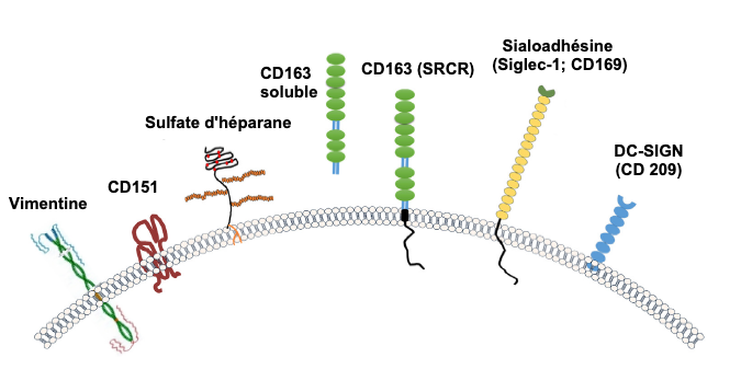 Image 2. Illustration des récepteurs généralement considérés pour le SDRPv. Source: Zhang, Q., Yoo, D. (2015)
