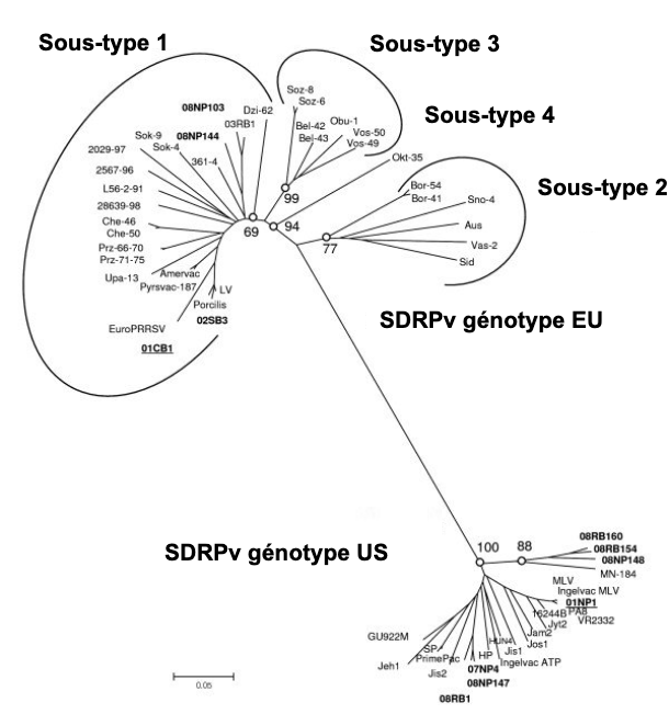 Image 1. Relation phylogénétique du virus SDRP, séquences ORF 5 qui illustrent la différence génétique entre le SDRPv de type 1 (génotype UE) et le SDRPv de type 2 (génotype américain). Source: Amonsin, A., Kedkovid, R., Puranaveja, S. et al. (2009)
