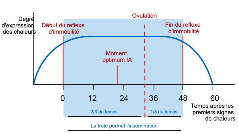 Figure 1 : Repr&eacute;sentation graphique du r&eacute;flexe d'immobilit&eacute;, de l'ovulation et du moment optimal de l'IA chez une truie avec un &oelig;strus de 60h. Source Carles Casanovas.
