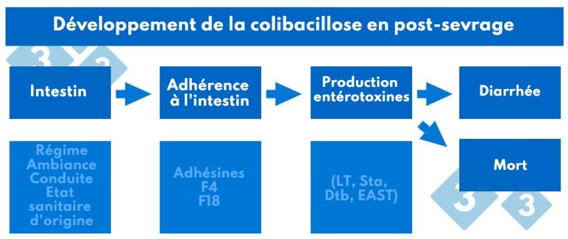 Tableau 2. Développement de la colibacillose en post-sevrage.