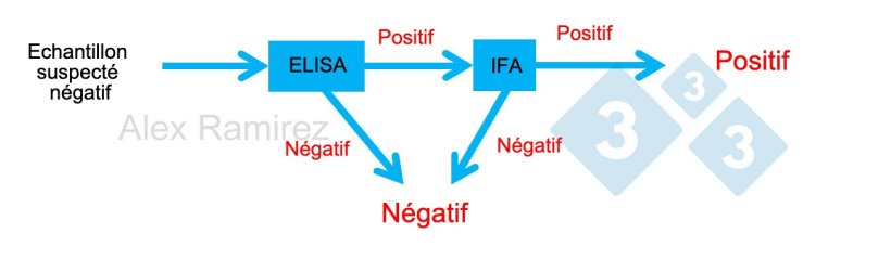 Sch&eacute;ma montrant l'utilisation de l'IFA SDRP comme test de confirmation pour les &eacute;chantillons qui sont inopin&eacute;ment positifs en SDRP par ELISA. Un &eacute;chantillon soup&ccedil;onn&eacute; d'&ecirc;tre n&eacute;gatif et n&eacute;gatif en ELISA est consid&eacute;r&eacute; comme n&eacute;gatif. Si cet &eacute;chantillon est inopin&eacute;ment positif, une IFA SDRP peut &ecirc;tre effectu&eacute;e comme test de confirmation. Si le test IFA est positif, l'&eacute;chantillon est confirm&eacute; comme positif. Si le test IFA est n&eacute;gatif, nous supposerons qu'il s'agissait d'un faux positif tant que la PCR est &eacute;galement n&eacute;gative pour confirmer qu'il n'y a pas d'infection r&eacute;cente.
