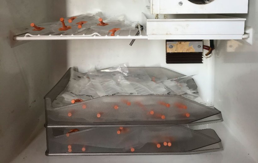 Photo 1. Placer les doses dans des plateaux disposées les unes sur les autres afin d'éviter la sédimentation inadéquate des spermatozoïdes et faciliter leur mouvement périodique pour leur homogénéisation.