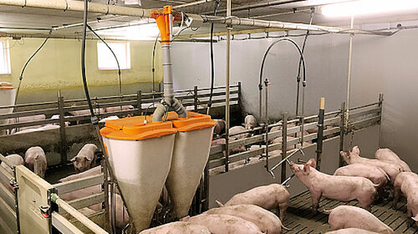 Visual detection of pig weights.
