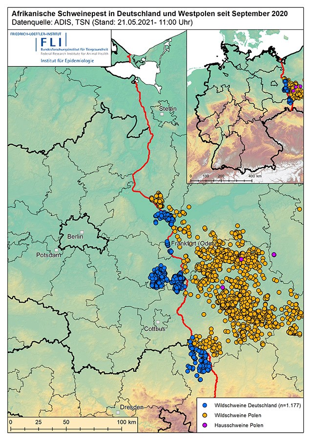 Peste porcine africaine en Allemagne et dans l'ouest de la Pologne depuis septembre 2020. Source : ADIS, TSN (à partir du 21 mai 2021).